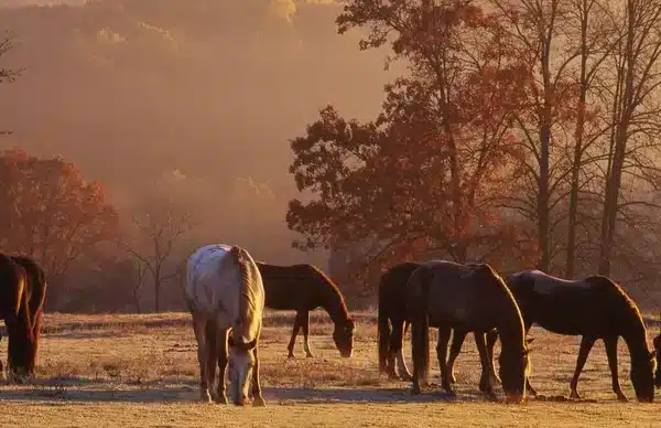 5 horses