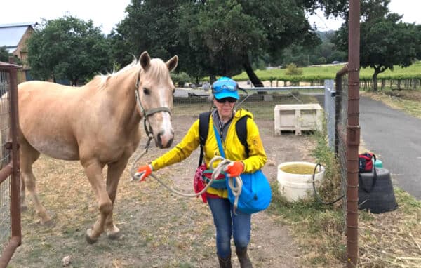 Preparing for Evacuation horse