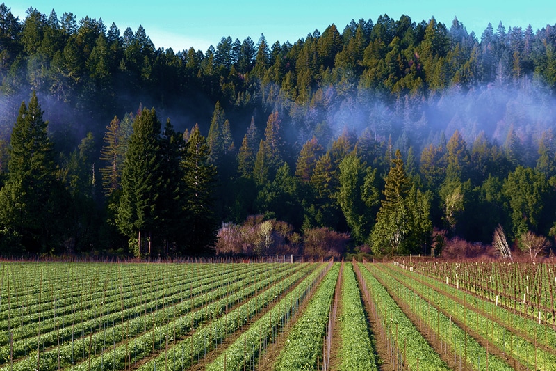 Russian River vineyard