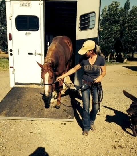 horse arrived from animal clinic