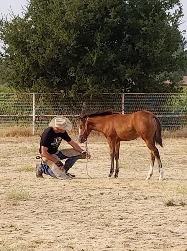 horse with its owner