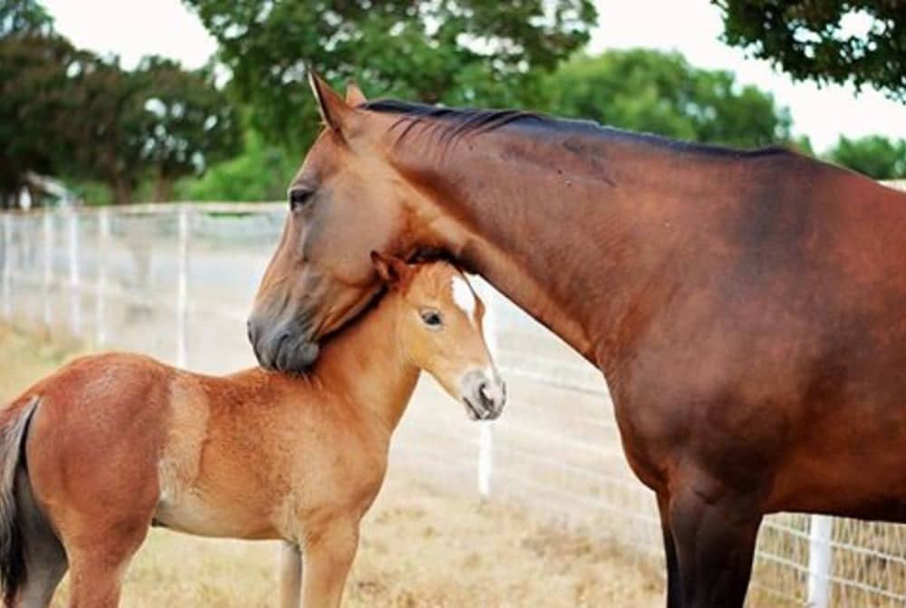 horse with foal