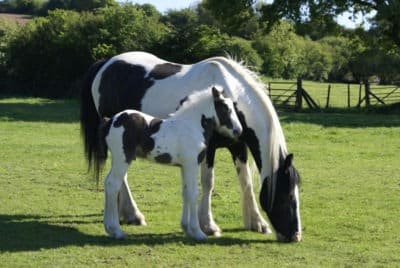 mare and foal