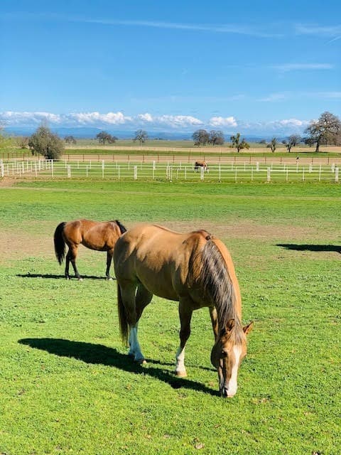 horses in the large yard eating grass