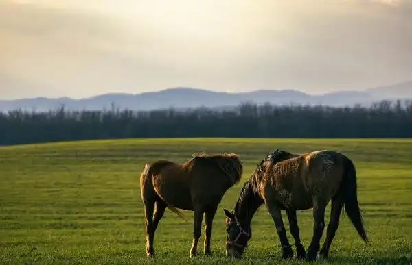 2 horses