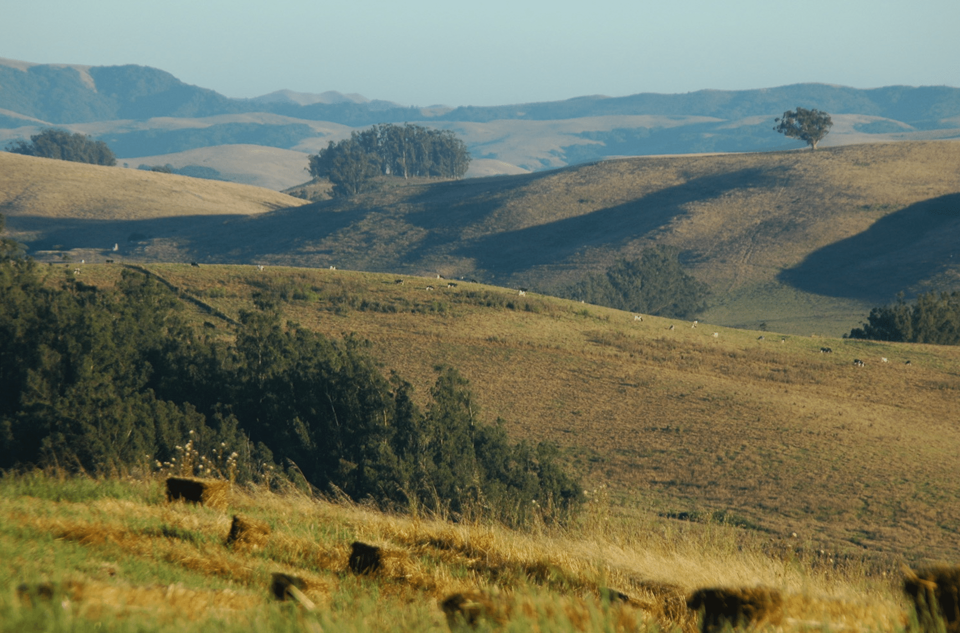 Petaluma Horse Property 00