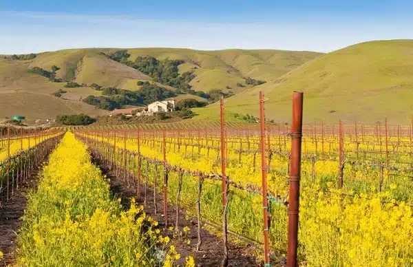 Yellow Flower Fields
