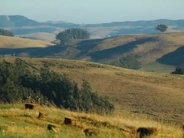 Petaluma Horse Property 00