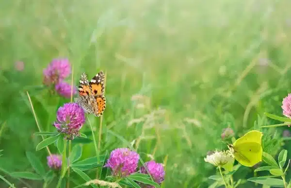 tulip flower and butterfly